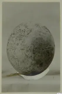 Single oval find with a speckled grey surface resting on a pale curved support, small find from Enkomi