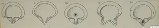 Line drawing of five terracotta lamps side by side, seen from above, numbered in sequence.