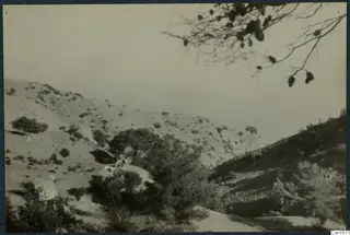 Scrubby hillside with a pine branch in the foreground and the sea beyond, at Vouni