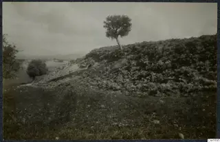 Hillside covered in bushes with a lone tree on its crest at Marion, with distant hills under a cloudy sky