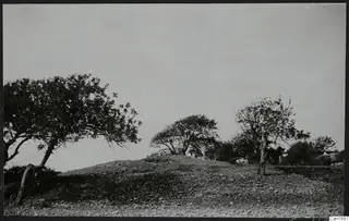 Stony hill with scattered trees at Amathus, under a pale sky