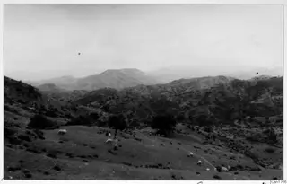 Hill landscape with grazing sheep and trees, recorded as the theatre at Soli.