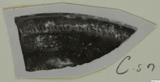Dark pottery sherd with a band of pale impressed marks along its upper edge, shown on a pale mounted card.