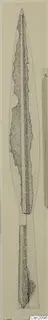 Stippled ink drawing of an iron weapon with a long, narrow, leaf-shaped blade and a tang