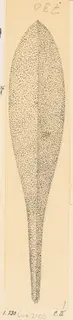Stippled drawing of an arrowhead with a leaf-shaped blade and a long, tapering tang