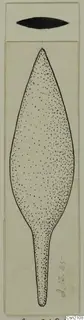 Drawing of a leaf-shaped iron blade with a long tapering tang, labelled Iron Weapons