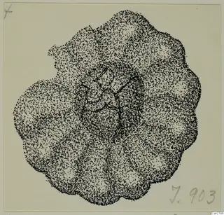 Drawing of an irregular lobed fragment in stippled ink, with a few thin lines near the centre.