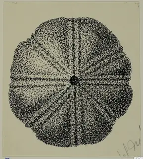 Ink drawing of a round bronze object with radiating ribs and a dark central boss