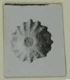 Close-up photograph of a round ornament with a scalloped, radiating rim and a raised central boss, mounted on a card.