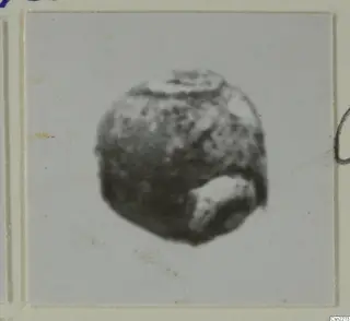 Small rounded bead with a hole opening at its lower right, shown close up on a card mount
