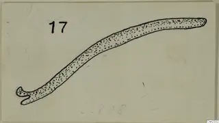 Pen drawing of a curved lead strip with a hooked end, from Idalion