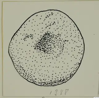 Ink drawing of a lead weight from Idalion, a rounded flat object shown in stippled dots and an outline