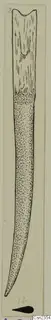 Field drawing of an iron knife from Amathus tombs 1–9, long tapering blade with a broad upper end