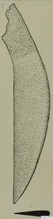 Drawing of a long, curved iron knife blade with a broken upper end, tapering to a point.