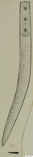 Field drawing of an iron knife with a long, narrow, slightly curved blade and three rivet holes near the top