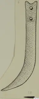 Drawing of an iron knife with a curved blade and two small round holes near the top