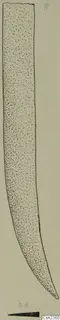 Drawing of an iron knife blade with a curved, pointed tip, from Amathus
