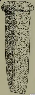 Ink drawing of a single elongated nail-like object with a wide, flattened head and a long shank, shaded with stippling.