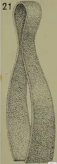 Drawing of an iron tool from Ayia Irini with a looped top and two long tapering arms