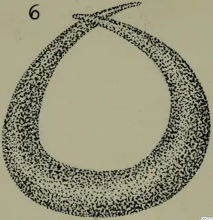 Stippled drawing of an iron object shaped as a thick loop with a tapering tail, with a handwritten number label.