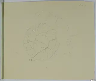 Pencil drawing of an ivory object from Enkomi, with a ring of radiating lobes and a band across its centre