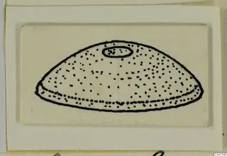 Drawing of a bone: a dome-shaped object stippled with dots, with a small oval at the top.