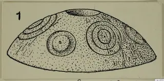 Field drawing of a dome-shaped bone object from Ayios Iakovos with concentric circles and incised lines