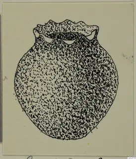 Stippled ink drawing of a round object with a frilled, wavy-edged rim, recorded as bone