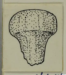 Ink drawing of a bone object with a rounded head and narrower shaft, stippled in dots