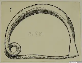 Ink drawing of a silver hooped object with a spiral coil at one end and a flattened terminal at the other.