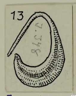 Drawing of a curved silver object, tapering at one end, with dotted and hatched decoration along its outer band