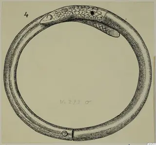 Ink drawing of a silver bangle with a scaled head at one end and a join with a round knob at the bottom