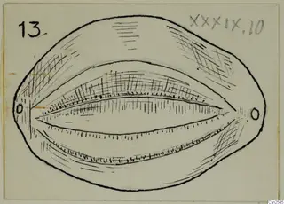 Ink drawing of a shell-shaped object with a long slit-like opening and two small holes at its ends.