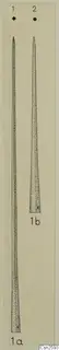 Drawing of two long pointed bronze weapons on a pale sheet, shown at different lengths.