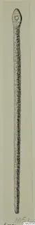 Drawing of a long, slender bronze tool with a perforated flat head, from Idalion