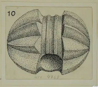 Stippled pen drawing of a rounded metal object with a central vertical band and notched top and bottom edges