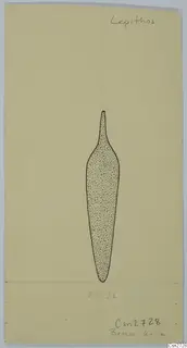 Field drawing of a stippled bronze tool with a narrow pointed tang and a tapering blade, on cream card