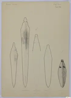 Ink drawing of five bronze blades with rivet holes, arranged in a row on cream paper