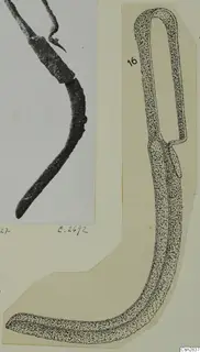 Photograph and stippled drawing of a bent bronze toilet implement, mounted together on a card