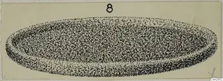 Stippled drawing of a long, shallow oval object with a raised rim, with a number label at the top