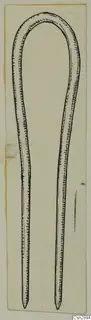 Drawing of a bronze pin with a rounded loop at the top and two pointed prongs.