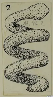 Drawing of a personal adornment from Marion, a stippled band bent into a zigzag of loops