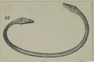 Stippled ink drawing of a slender, serpent-like object curved into an open loop, with a head at each end.
