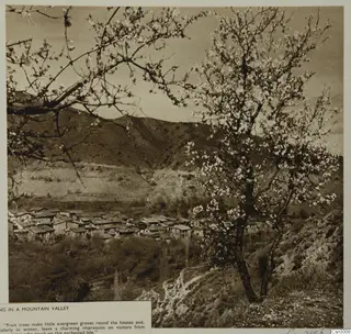 Blossoming trees framing a village of low-roofed houses in a mountain valley