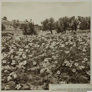 Field of white anemone flowers with trees and hills behind, on a printed photo mount