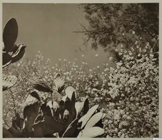 Cactus pads in the foreground with a white-blossoming shrub and a pine tree behind them