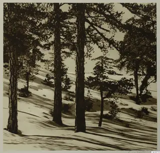 Snowy hillside with tall pine trunks and low shrubs, Troodos and Machairas landscape