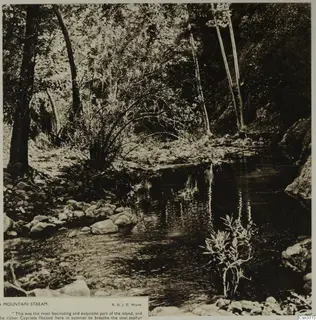 Shaded mountain stream with rocks, leafy shrubs and tall trees along the banks.