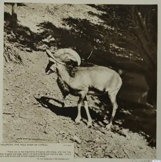 Mouflon, the wild sheep of Cyprus, with curved horns, standing side-on on a bare stony slope