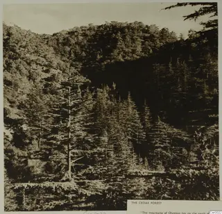 Cedar forest covering a steep mountainside, with tall conifers in the foreground and dense trees on the slopes behind